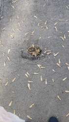 Photo of this report