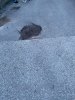 Otvorila se rupa na cesti i sve je veca svakim danom,plus poceli su misevi i stakori izlaziti iz rupe
