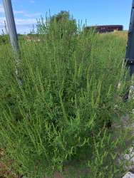 Photo of this report